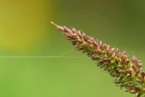 Is Bajra a Monocot or a Dicot Plant?