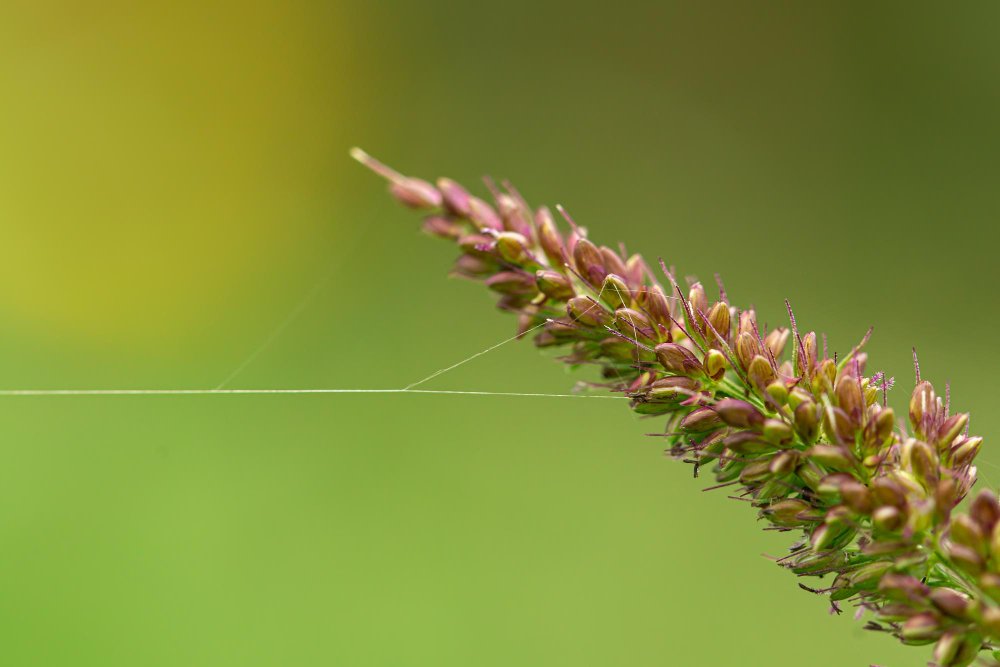 Is Bajra a Monocot or a Dicot Plant?