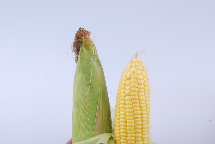 Is Maize Dioecious or Monoecious?