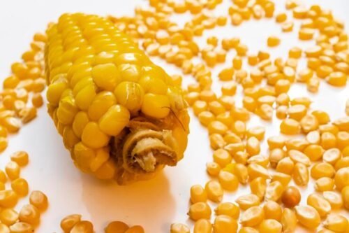 Difference Between Maize and Corn